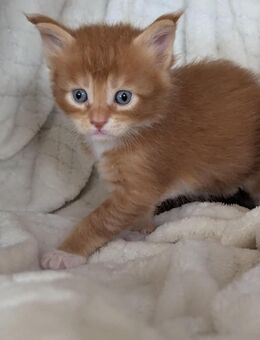 🐾 Maine Coon Kitten mit Herz & Magie – aus liebevoller Hobbyzucht „From Blasket Rock“ - Weeze