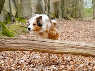 Deckrüden Border Collie /Australian Shepherd - Osterrönfeld