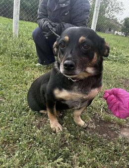 🐾❤️ BETTY, 1-2 Jahre alt, ca. 30cm - Eichendorf