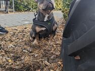 Französische Bulldogge 1,5 Jahre blue tan mit Ahnentafel - Rostock