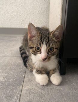 Britisch europäische kurzhaar Babys - Magdeburg