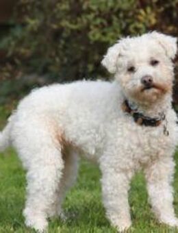 Zuckersüße Lexy sucht besondere Menschen - Berlin