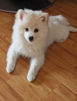 Mini Pomsky Rüde 3 Monate - Fritzlar