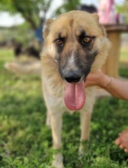 Flavia - charmant und liebevoll - Mettmann