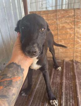 Süsser OREO sucht seine Familie - Neuberg