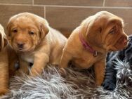 Labrador welpen (Labradorwelpen) mit Papieren (Ahnenpass) in der Farbe Foxred und Schwarz - Gangkofen