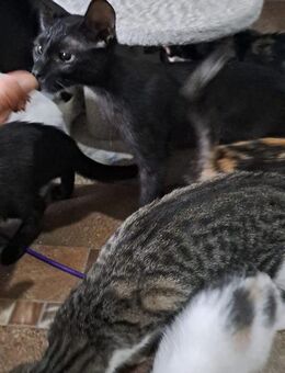 Hexe (verspielt, freundlich) - Köln