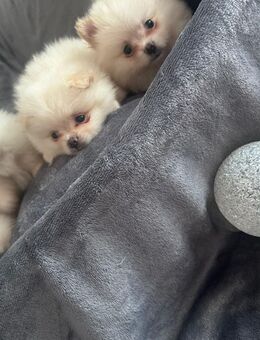 Pomeranian zwergspitz - Mönchengladbach