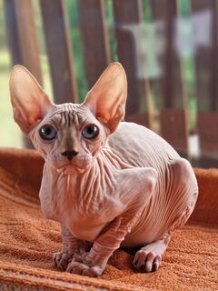 Reinrassige Canadian Sphynx mit Papieren