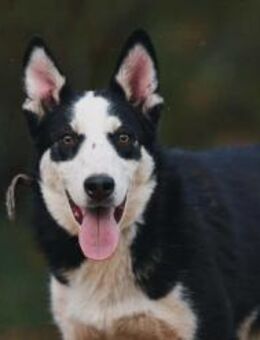 Lebensfroher Chico sucht seine Familie - Duisburg