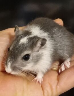 Wüstenrennmäuse Jungtiere - Münster