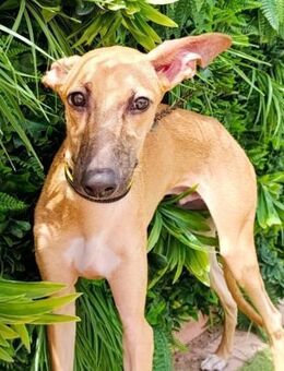 Goji möchte in einer Familie aufwachsen - Laatzen