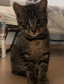 Süßer Babykater (16 Wochen) sucht liebevolles Zuhause nur in gute Hände abzugeben - Hamm