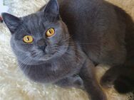 Britisch Kurzhaar Katze 5 Jahre alt in Liebevolles Zuhause abzugeben. - Erfurt