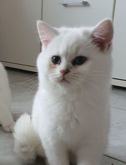 Reinrassige BKH Kitten mit blauen Augen - Limbach (Landkreis Westerwaldkreis)
