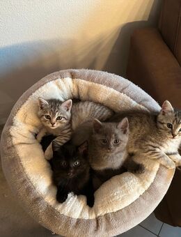 Kitten / Katzenbabys - Bergkirchen