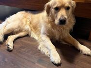 Golden Retriever (Mix) sucht liebevolles neues Zuhause - Niederzier