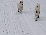 Weiße Schäferhunde zu verkaufen…lieb und süß…einmalig…die besten Hunde…sehr selten… - Rochlitz