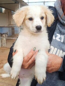 Monia wartet im Canile - Bad Vilbel