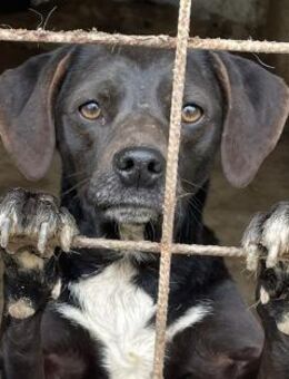 HEIDE - schwarz, klein, toll!!! - Dänischenhagen