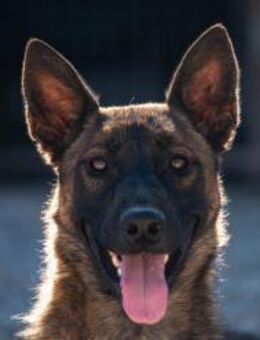 Reika Powerhündin sucht Powerfreund🐕 - München