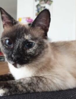Verschmuste Siam-Mix-Katzen Magic&Lesly - Karlsruhe