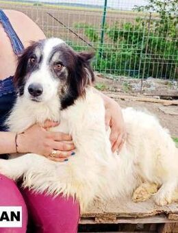 Adian sucht liebe geduldige Menschen - Neuhausen (Fildern)