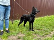 Lupin wünscht sich ein tolles Zuhause - Nordwalde