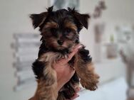 Yorkshire Terrier Welpen - Schotten