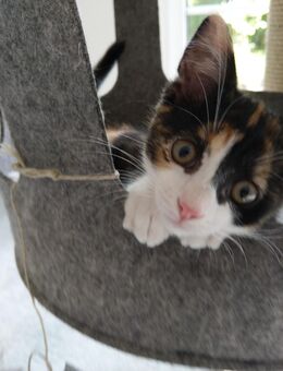 EKH Katze Glückskatze 6 Monate sterilisiert und entwurmt - Blindheim