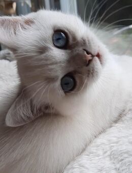BKH Britisch kurzhaar kitten kater blaue Augen - Hünstetten
