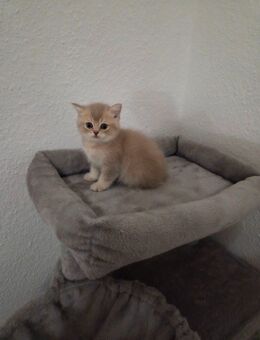 Biritich shorthair - Köln