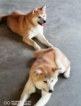 2 süße japanische Akitawelpen - Pfarrkirchen