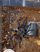 Lasiocyano Sazimai 1.0 in 29342