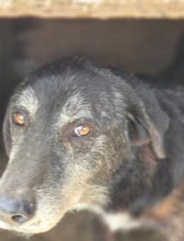 Willi - kam als Welpe ins Shelter - Dreikirchen