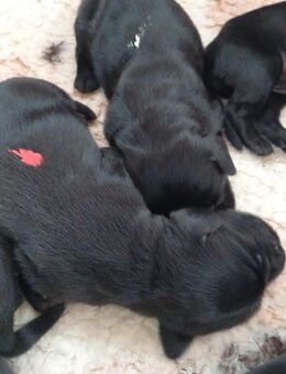 Flat coated retriever - Osterrönfeld