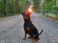 Zwergpinscher Deckrüde - Halberstadt