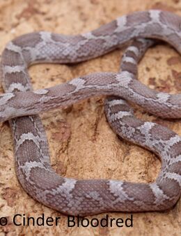 Kornnatter Jungtiere 2024 Shatter Bloodred, Cinder, Bloodred - Hohnstorf (Elbe)