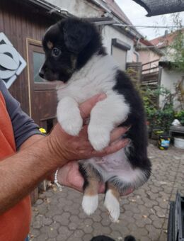 7x labrador Mix kleinbleibend - Wurzen