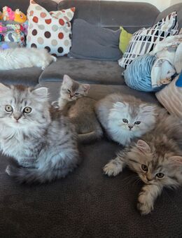 Wunderschöne Kitten suchen neues Zuhause - Bad Birnbach