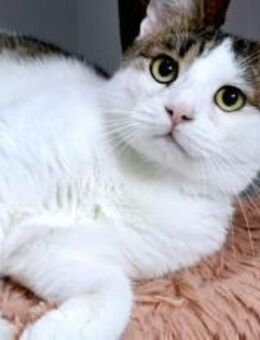 Liebevoller Giovanni sucht Zuhause - München