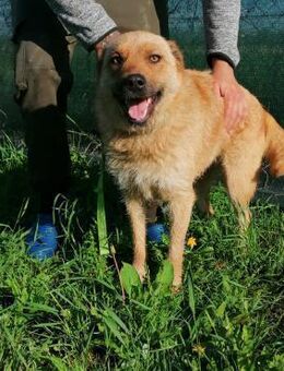 freundlich und lieb, unsere Honey - Itzehoe