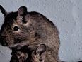 Degus 2 Männchen abzugeben + gratis gehäge in 6106