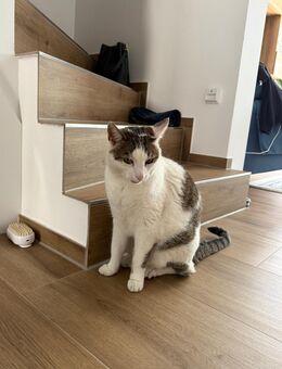 Liebevolles Zuhause für Kater gesucht - inkl. Zubehör - Paderborn