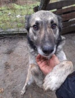 Frida 54 cm - Alpenrod