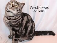 Wir verkaufen Whiskas Black Silver Tabby Classic Deckkater - Walldürn