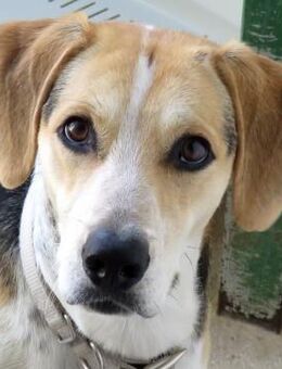 Timmy 4 -liebt menschliche Nähe- - Oldenburg