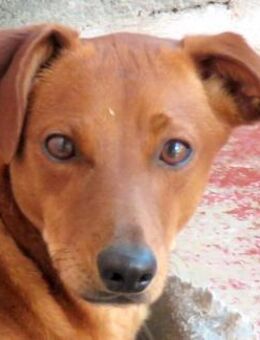 Whimpey -selbstsicher, freundlich- - Oldenburg