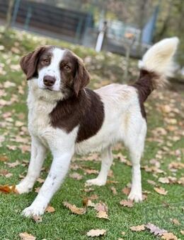 IRAGO, Mix, geb. 10/2024 sucht Familie - Heidenrod