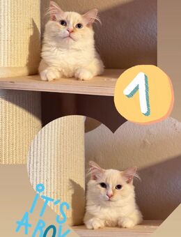 Neva Masquarade Ragdoll Kitten - Bochum